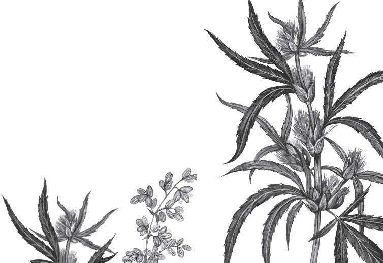 Иллюстрация к книге — Спор животных. С вопросами и ответами для почемучек [i_063.jpg]