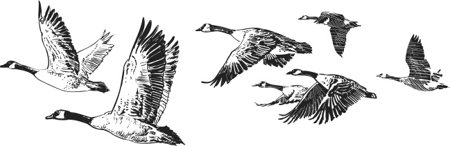 Иллюстрация к книге — Спор животных. С вопросами и ответами для почемучек [i_068.jpg]