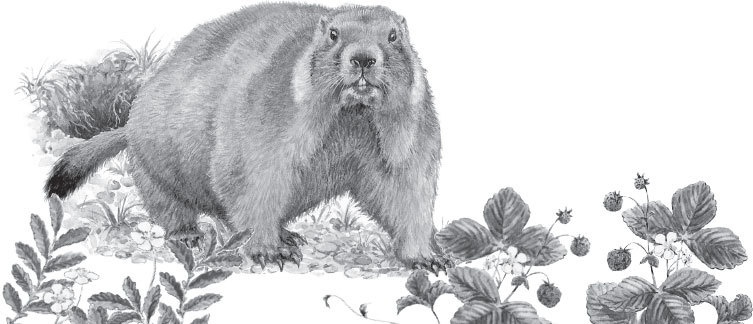 Иллюстрация к книге — Спор животных. С вопросами и ответами для почемучек [i_073.jpg]