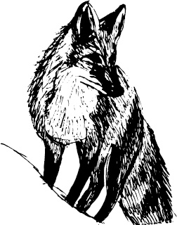 Иллюстрация к книге — Спор животных. С вопросами и ответами для почемучек [i_090.jpg]