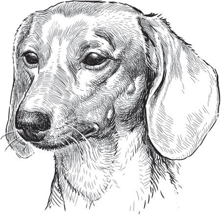 Иллюстрация к книге — Спор животных. С вопросами и ответами для почемучек [i_094.jpg]