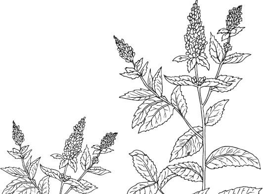 Иллюстрация к книге — Спор животных. С вопросами и ответами для почемучек [i_096.jpg]