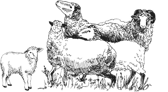 Иллюстрация к книге — Спор животных. С вопросами и ответами для почемучек [i_104.jpg]