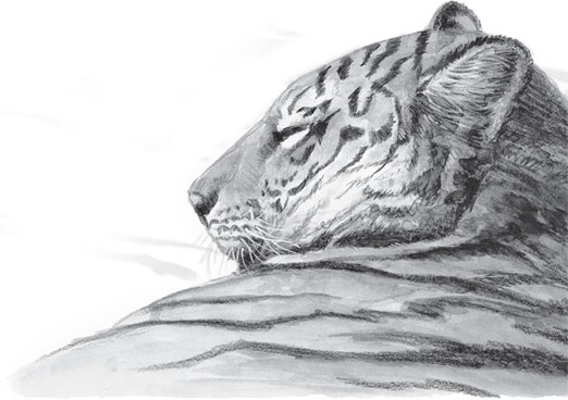 Иллюстрация к книге — Беспризорная кошка (сборник). С вопросами и ответами для почемучек [_18.jpg]