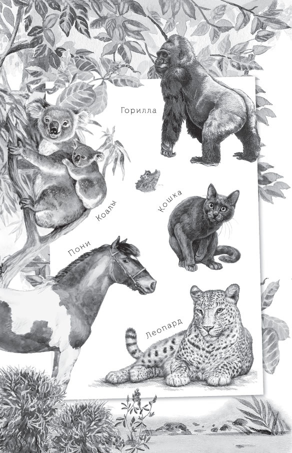 Иллюстрация к книге — Беспризорная кошка (сборник). С вопросами и ответами для почемучек [_2.jpg]