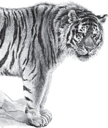 Иллюстрация к книге — Беспризорная кошка (сборник). С вопросами и ответами для почемучек [_22.jpg]