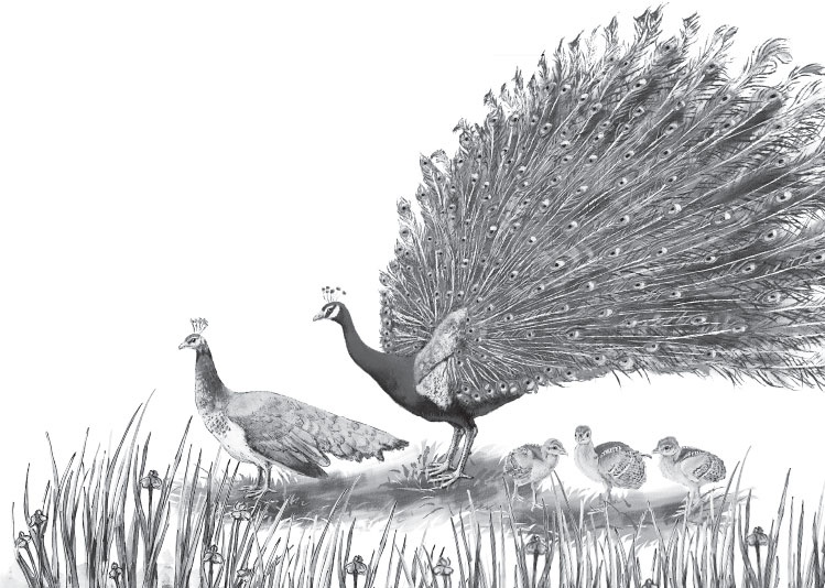 Иллюстрация к книге — Беспризорная кошка (сборник). С вопросами и ответами для почемучек [_27.jpg]