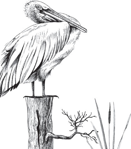 Иллюстрация к книге — Беспризорная кошка (сборник). С вопросами и ответами для почемучек [_3.jpg]