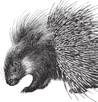 Иллюстрация к книге — Беспризорная кошка (сборник). С вопросами и ответами для почемучек [_5.jpg]