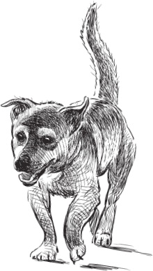 Иллюстрация к книге — Беспризорная кошка (сборник). С вопросами и ответами для почемучек [_59.jpg]