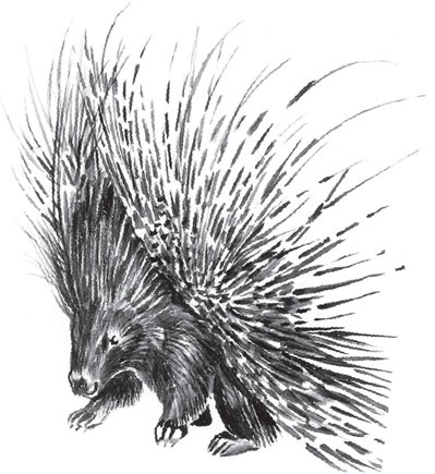 Иллюстрация к книге — Беспризорная кошка (сборник). С вопросами и ответами для почемучек [_6.jpg]