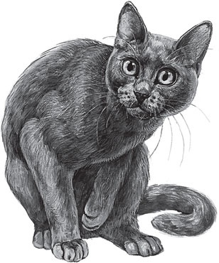 Иллюстрация к книге — Беспризорная кошка (сборник). С вопросами и ответами для почемучек [_60.jpg]