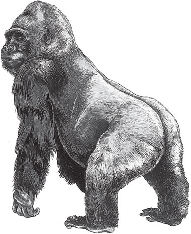 Иллюстрация к книге — Беспризорная кошка (сборник). С вопросами и ответами для почемучек [_70.jpg]