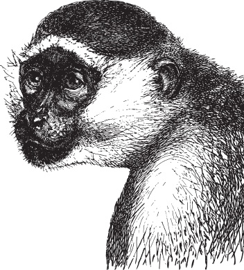 Иллюстрация к книге — Беспризорная кошка (сборник). С вопросами и ответами для почемучек [_71.jpg]