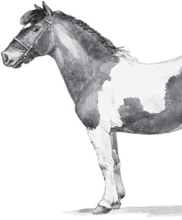 Иллюстрация к книге — Беспризорная кошка (сборник). С вопросами и ответами для почемучек [_8.jpg]