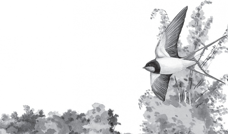 Иллюстрация к книге — Беспризорная кошка (сборник). С вопросами и ответами для почемучек [_85.jpg]