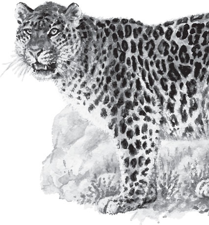 Иллюстрация к книге — Беспризорная кошка (сборник). С вопросами и ответами для почемучек [_86.jpg]