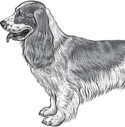 Иллюстрация к книге — Беспризорная кошка (сборник). С вопросами и ответами для почемучек [_88.jpg]