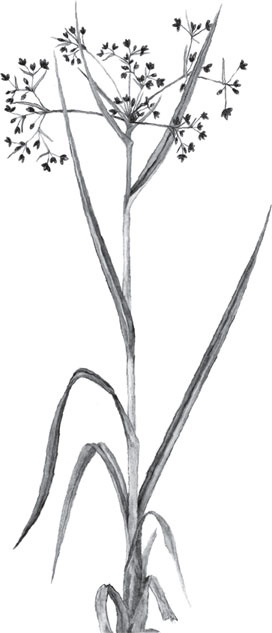 Иллюстрация к книге — Беспризорная кошка (сборник). С вопросами и ответами для почемучек [_90.jpg]