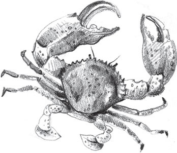 Иллюстрация к книге — Беспризорная кошка (сборник). С вопросами и ответами для почемучек [_91.jpg]