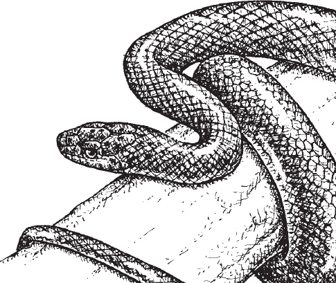 Иллюстрация к книге — Беспризорная кошка (сборник). С вопросами и ответами для почемучек [_99.jpg]