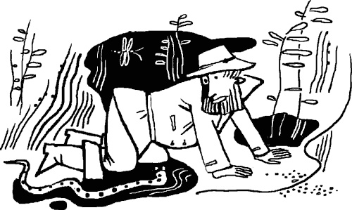 Иллюстрация к книге — Сабельник - болотный целитель [i_004.jpg]