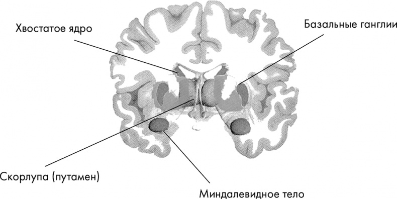 Иллюстрация к книге — Научные битвы за душу. Новейшие знания о мозге и вера в Бога [i_006.jpg]