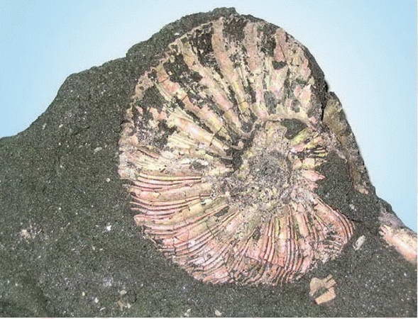 Иллюстрация к книге — Космос. Все о звездах, планетах, космических странниках [i_119.jpg]