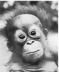 Иллюстрация к книге — Эректус бродит между нами. Покорение белой расы [p1012.jpg]