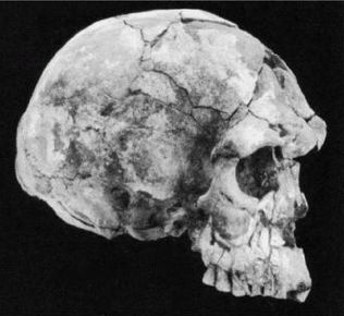 Иллюстрация к книге — Эректус бродит между нами. Покорение белой расы [p171.jpg]