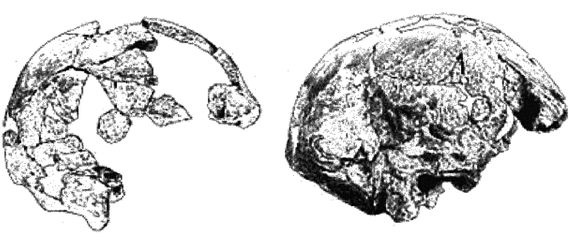 Иллюстрация к книге — Эректус бродит между нами. Покорение белой расы [p174.jpg]