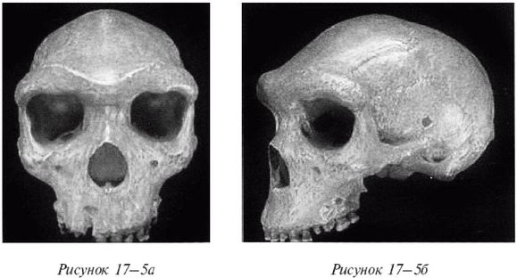 Иллюстрация к книге — Эректус бродит между нами. Покорение белой расы [p175.jpg]