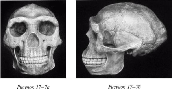 Иллюстрация к книге — Эректус бродит между нами. Покорение белой расы [p177.jpg]