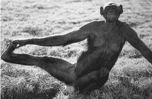 Иллюстрация к книге — Эректус бродит между нами. Покорение белой расы [p2314.jpg]