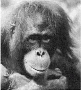 Иллюстрация к книге — Эректус бродит между нами. Покорение белой расы [p2315.jpg]