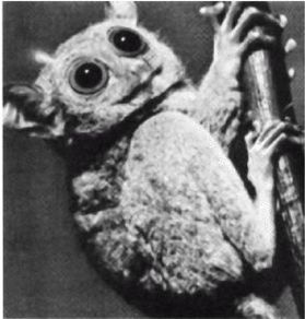 Иллюстрация к книге — Эректус бродит между нами. Покорение белой расы [p232.jpg]