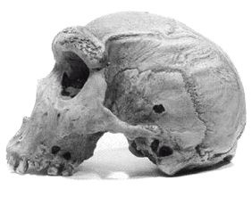 Иллюстрация к книге — Эректус бродит между нами. Покорение белой расы [p25.jpg]