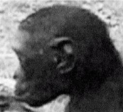 Иллюстрация к книге — Эректус бродит между нами. Покорение белой расы [p259.jpg]