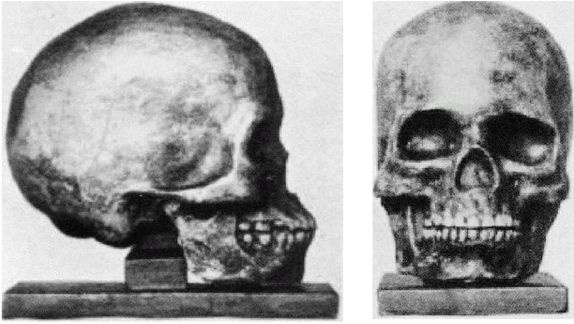 Иллюстрация к книге — Эректус бродит между нами. Покорение белой расы [p2611.jpg]