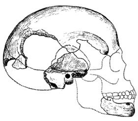Иллюстрация к книге — Эректус бродит между нами. Покорение белой расы [p269.jpg]