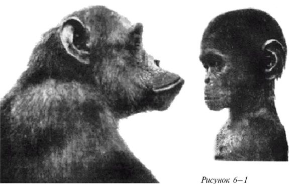 Иллюстрация к книге — Эректус бродит между нами. Покорение белой расы [p61.jpg]