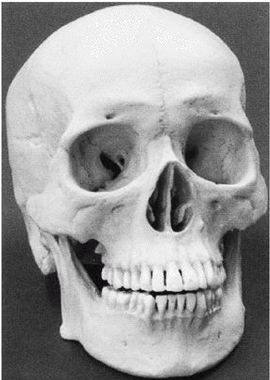 Иллюстрация к книге — Эректус бродит между нами. Покорение белой расы [p91.jpg]