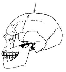 Иллюстрация к книге — Эректус бродит между нами. Покорение белой расы [p913.jpg]