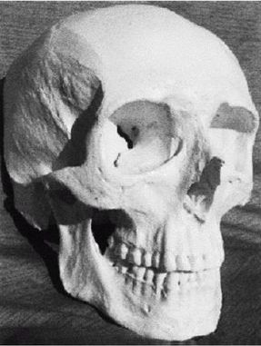 Иллюстрация к книге — Эректус бродит между нами. Покорение белой расы [p92.jpg]