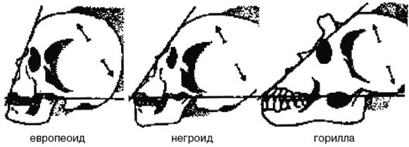 Иллюстрация к книге — Эректус бродит между нами. Покорение белой расы [p925.jpg]