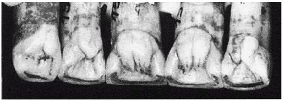 Иллюстрация к книге — Эректус бродит между нами. Покорение белой расы [p928.jpg]