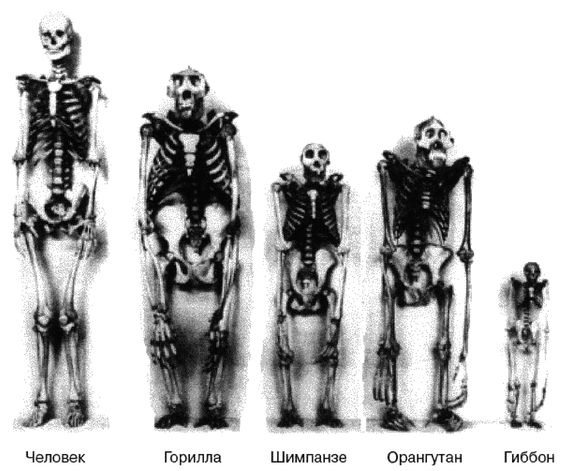 Иллюстрация к книге — Эректус бродит между нами. Покорение белой расы [p930.jpg]