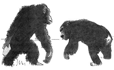 Иллюстрация к книге — Истоки морали. В поисках человеческого у приматов [i_019.jpg]