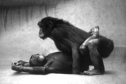 Иллюстрация к книге — Истоки морали. В поисках человеческого у приматов [i_027.jpg]