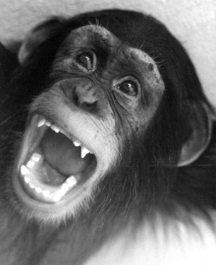 Иллюстрация к книге — Истоки морали. В поисках человеческого у приматов [i_030.jpg]